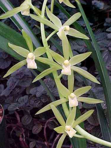 Cymbidium sinense alba
